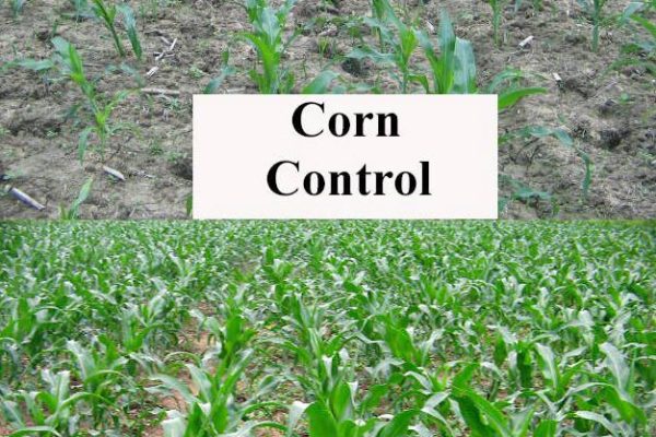 corn-control-vs-mycoapply-thailand