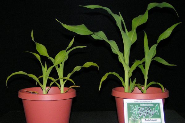 corn-plant-with-mycoapply-liquid-endo