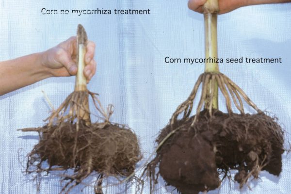 corn-root-with-mycoapply-comparison