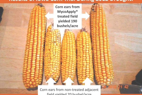 corn-side-by-side
