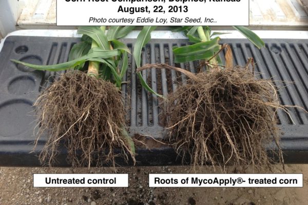 delphos-ks-corn-roots-comparison