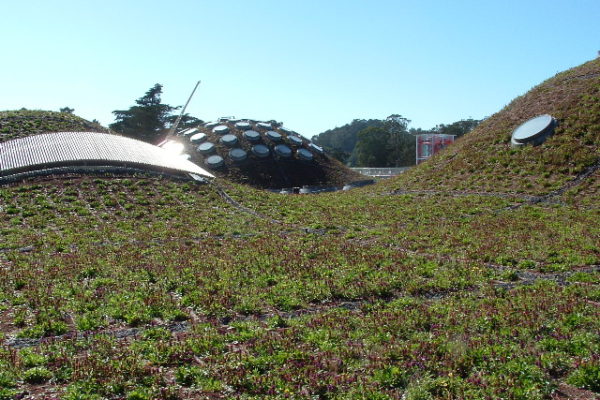 green-roof-7