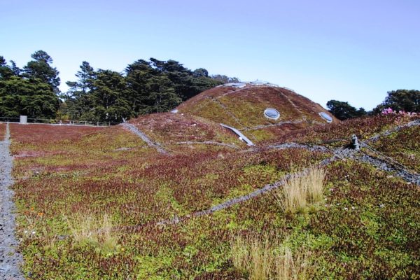 green-roof-academy-of-art-science-sf-10