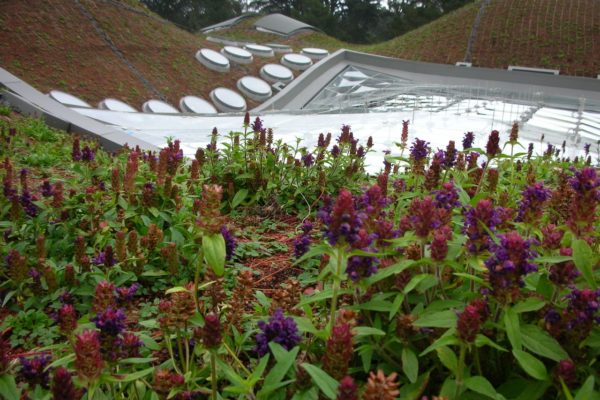 green-roof-academy-of-art-science-sf-3