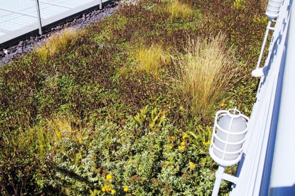 green-roof-academy-of-art-science-sf-5