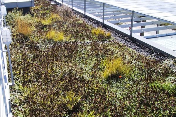 green-roof-academy-of-art-science-sf-6