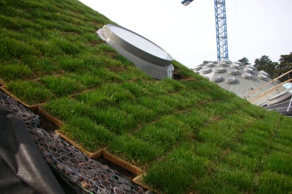 green-roof-academy-of-art-science-sf