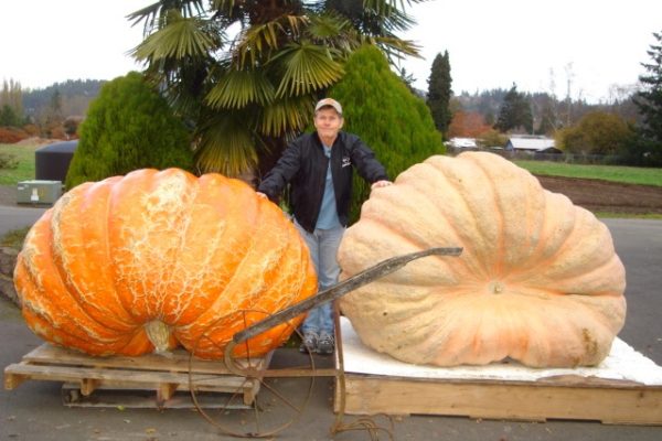 Hollands Giant Pumpkin 2013