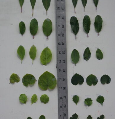 leaf-comparison-with-mycoapply