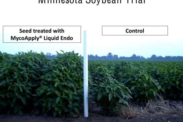 minnesota-soybean-trial