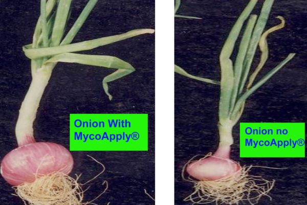 onion-left-mycoapply-super-concentrate-2