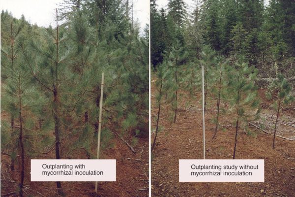 outplanting-with-mycorrhizal-inoculation