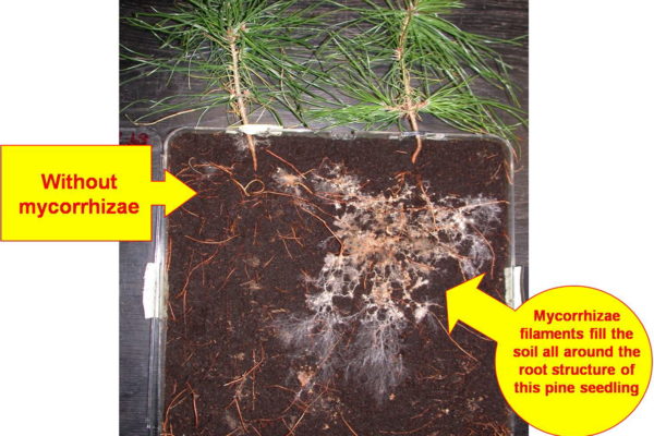 pine-seedling-comparison
