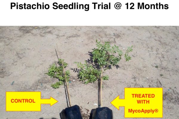 pistachio-trial-uncropped