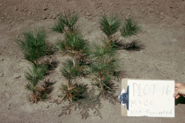 rhizopogon-treated-pine