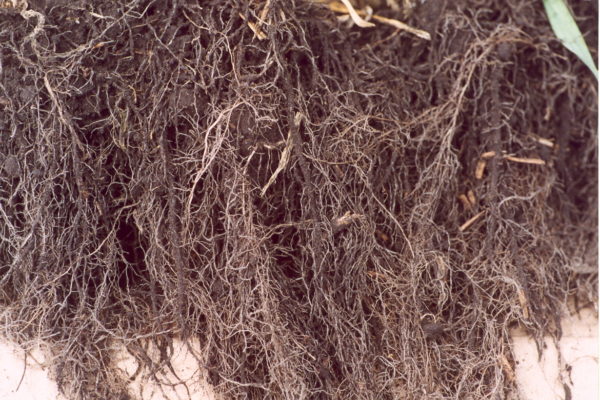 root-structure-of-organic-rye-with-mycoapply