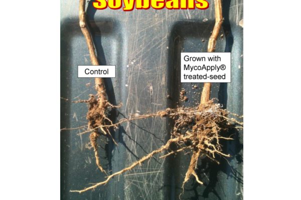 soybean-roots