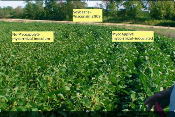 soybean-with-caption