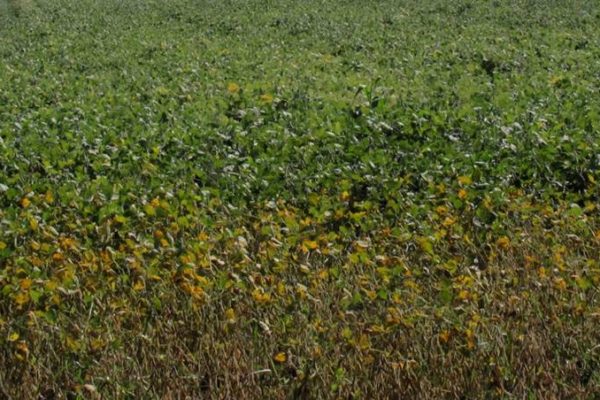 soybeans-front-control-behind-with-liquid-endo