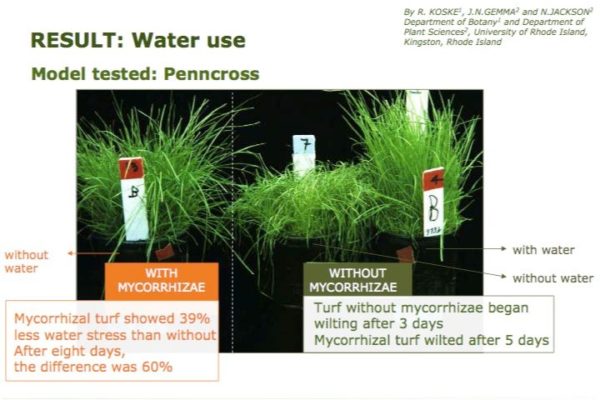 turf-trial-and-drought-resistance