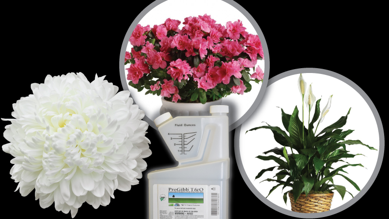 The Latest Updates in Gibberellin PGRs in Ornamental Horticulture