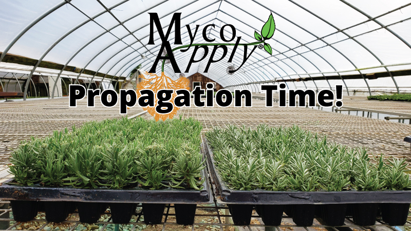 Boost Your Propagation with MycoApply Mycorrhizae