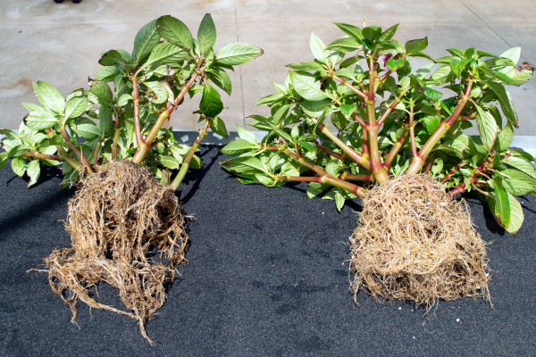 Cultivate18-New-Guinea-Impatiens-Roots-Treated-on-Right-Print-20181203
