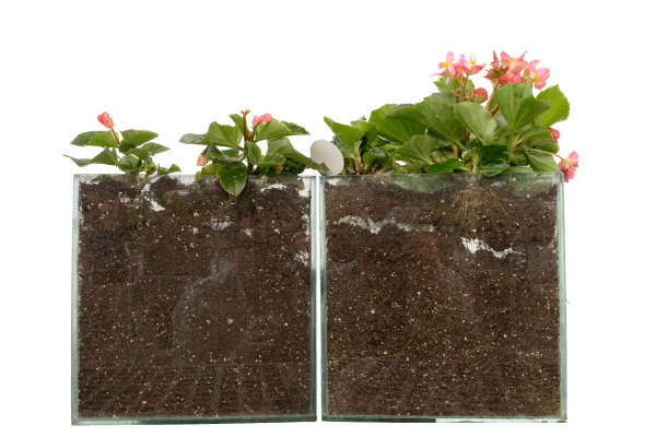 Cultivate19 - Begonia Glass Box 1 ClrBkgd - 20200206