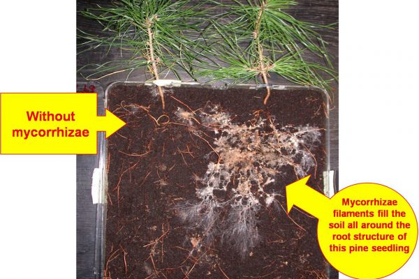 Pine Seedling Comparison