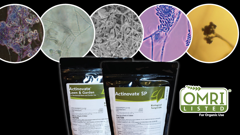 Top-5 Greenhouse Fungal Pathogens – How Actinovate® Biofungicides Can Help