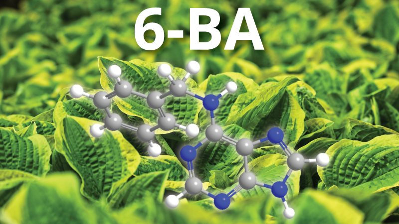 Top-5 Uses of 6-BA Cytokinin Plant Growth Regulators in Ornamental Plants