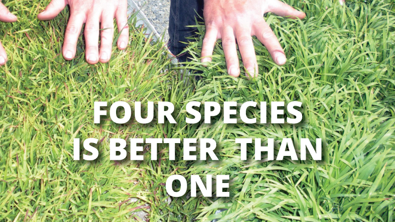 Mycorrhizae – Four Species is Better than One