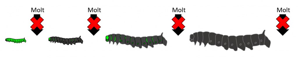 Diagram showing normal molting being disrupted by Azadirachtin.