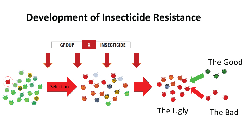Reduced Risk of Resistance with Botanical Insecticides