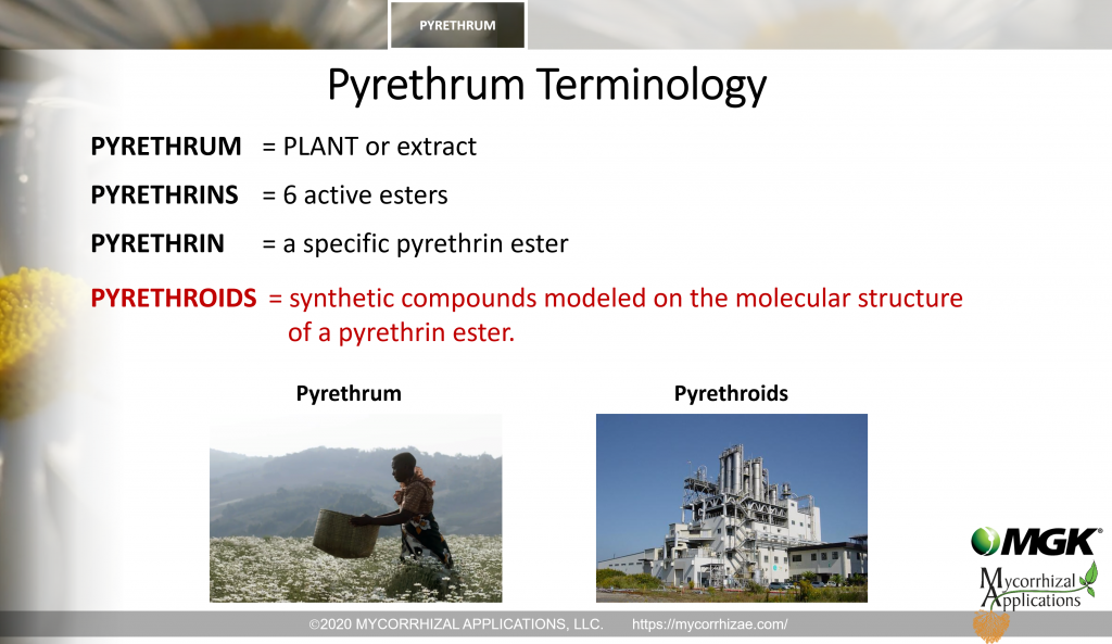 PYRETHRUM = PLANT or extract PYRETHRINS = 6 active esters PYRETHRIN = a specific pyrethrin ester PYRETHROIDS = synthetic compounds modeled on the molecular structure  of a pyrethrin ester.