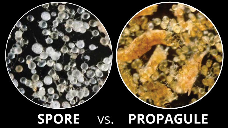 Mycorrhizal Spore vs. Propagule: An Attempt to Clarify