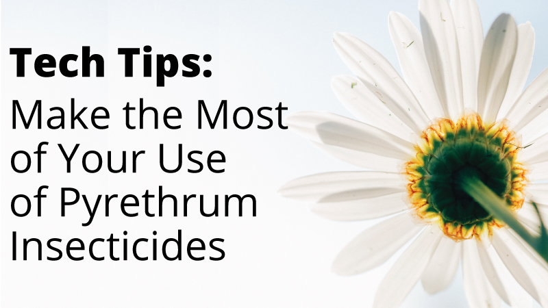 How to Maximize the Effectiveness of PyGanic, and other Pyrethrum Insecticides