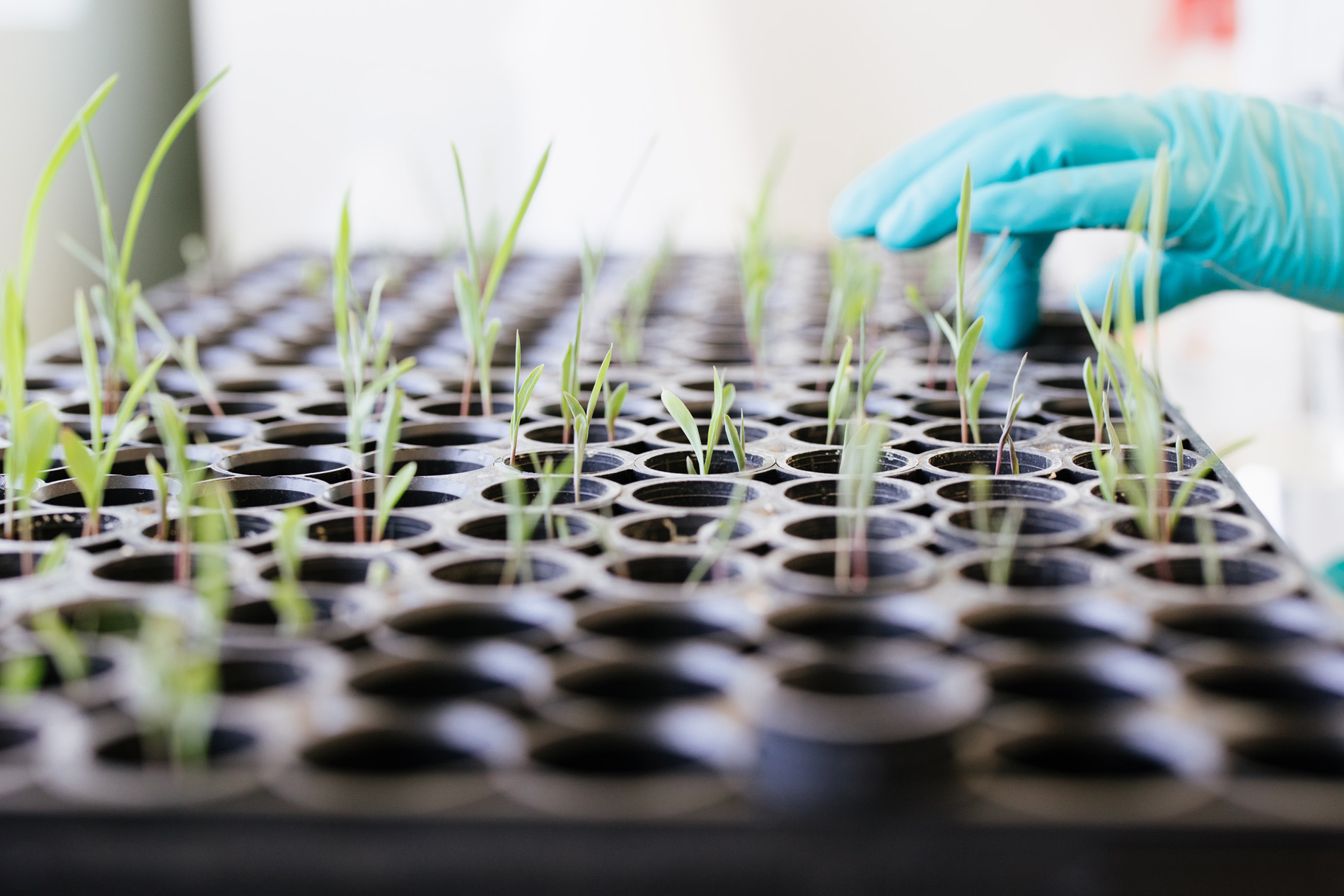 Improve Plant Nutrient Efficiency</br> with Mycorrhizae
