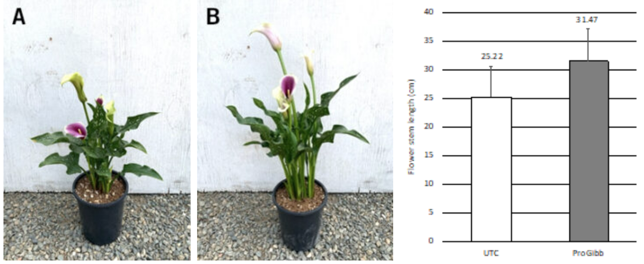 Increase Cut Flower Stem Length with ProGibb LV Plus T&O