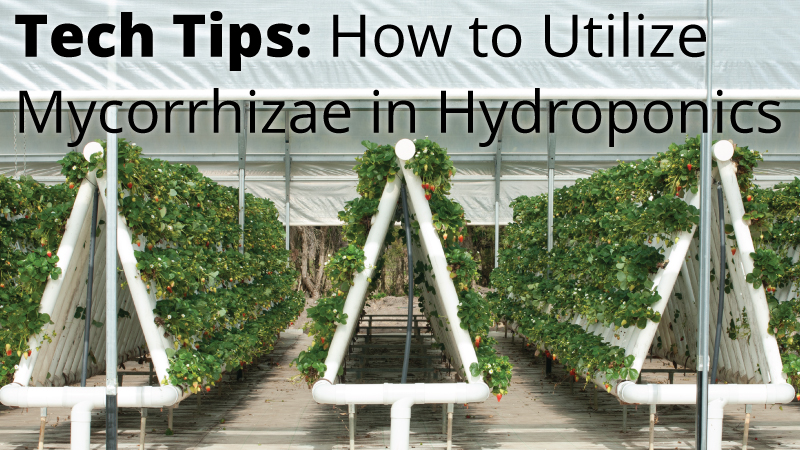 Tech Tips: How to Utilize Mycorrhizae in Hydroponics