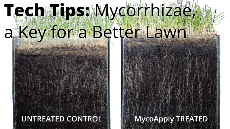 Tech Tips: Mycorrhizae, a Key for a Better Lawn