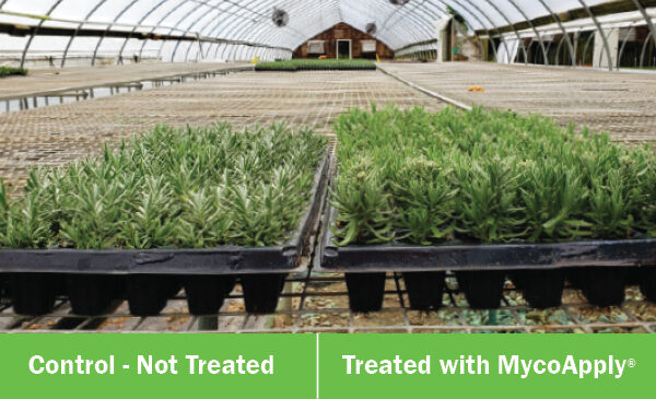 Treated with MycoApply VS Not Treated results in Lavender.