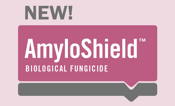 AmyloShield Logo