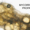 Mycorrhizal Propagule