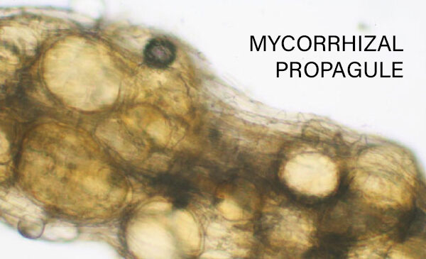 Mycorrhizal Propagule