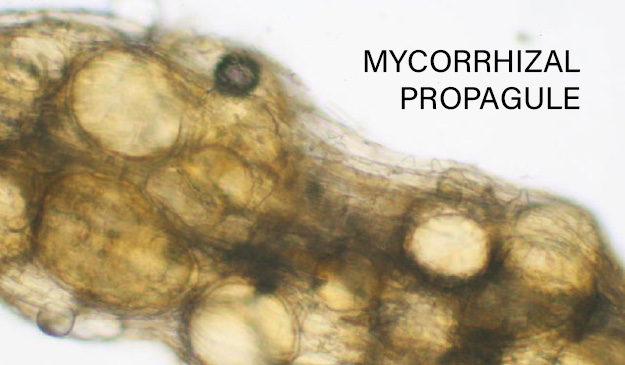Mycorrhizae, The Power of the Propagule