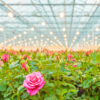 Pink Roses in Greenhouse