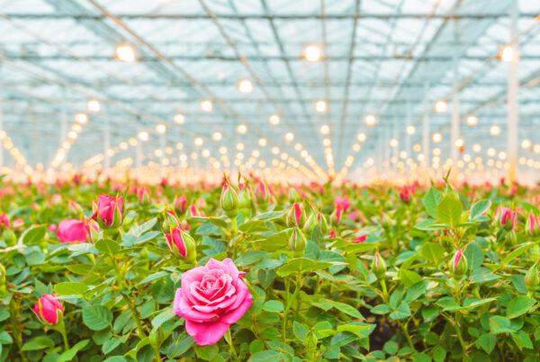 Pink Roses in Greenhouse