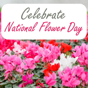 National Flower Day Graphic - cyclamen
