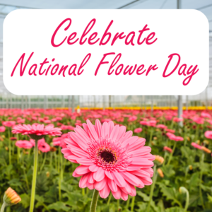 National Flower Day Graphic - gerbera